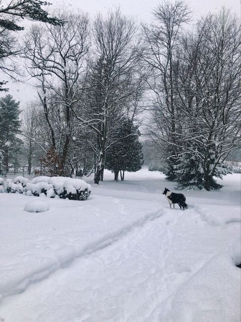 Dog, Border Collie, Snow, Michigan Nature, Snowy Days Aesthetic, Snowy Morning Aesthetic, Snowy Day Aesthetic, Cozy Snow Day, Lirika Matoshi, Snowy Weather, Father Time, Snow Days