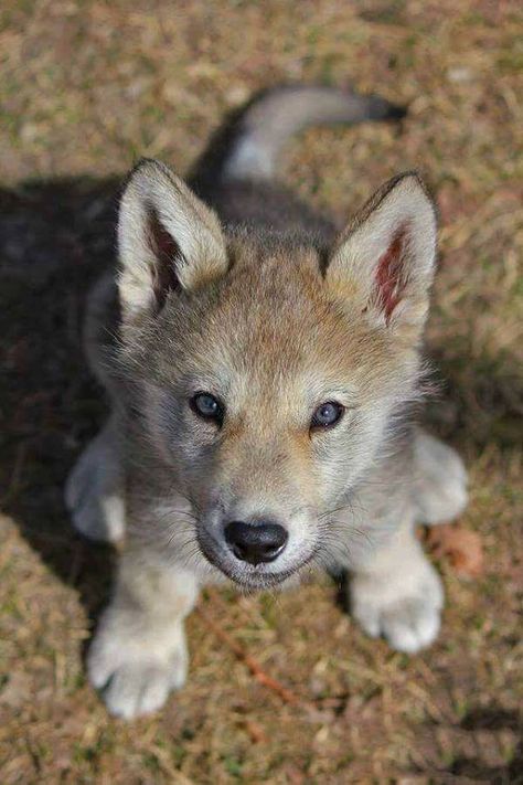 wolf pup Blue Eyes, On The Ground, Looking Up, A Small, Blue, White