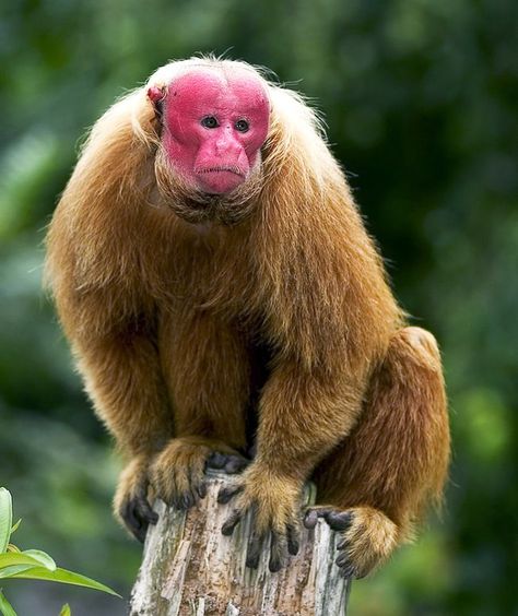 The bald-headed uakari (Cacajao calvus) is a monkey hailing from the Amazon rain forest that boasts a bald crown punctuated by bright, crimson-hued skin. The perpetual blush is caused by a lack of skin pigment and a glut of capillaries beneath the skin. Baboon, Types Of Monkeys, Bizarre Animals, Ape Monkey, Animal Adaptations, Animal Guides, Amazon Rainforest, Weird Creatures, Wildlife Animals