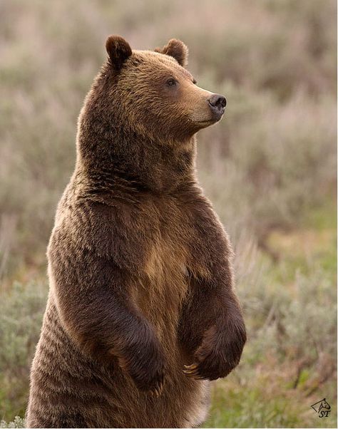 Bear Side View, Forest People, Bear Images, Bear Carving, Bear Photos, Bear Decor, Bear Pictures, We Bear, English Bull Terriers