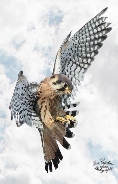 Birds Of Prey In Flight, American Kestrel Drawing, Kestrel Tattoo Design, American Kestrel Tattoo, Kestrel Drawing, Kestrel Tattoo, Falcon Reference, Hawk In Flight, Falcon Tattoo