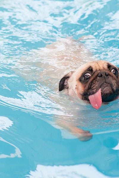 How to Train Your Dog to Swim in a Pool #dogtips #dogtraining #swimmingdog #pool #pooldog Dog In Pool, Dogs Swimming, Swimming Dog, Dog Minding, Preppy Beach, Dog Swimming, Easiest Dogs To Train, Wise Sayings, Dog Stroller