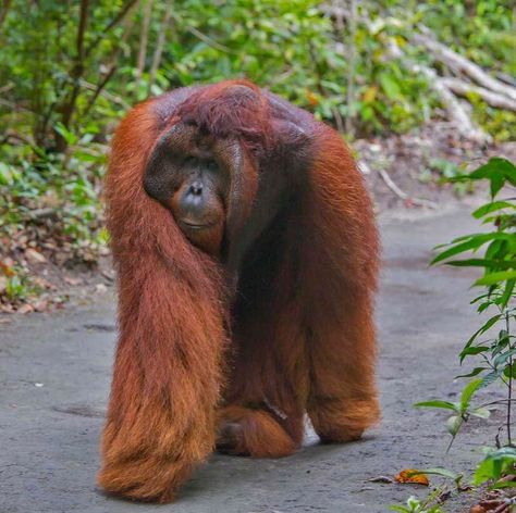 Rare Animals, Male Orangutan, Ape Monkey, Great Ape, Paws And Claws, Animal Hospital, Primates, Animals Of The World, The King