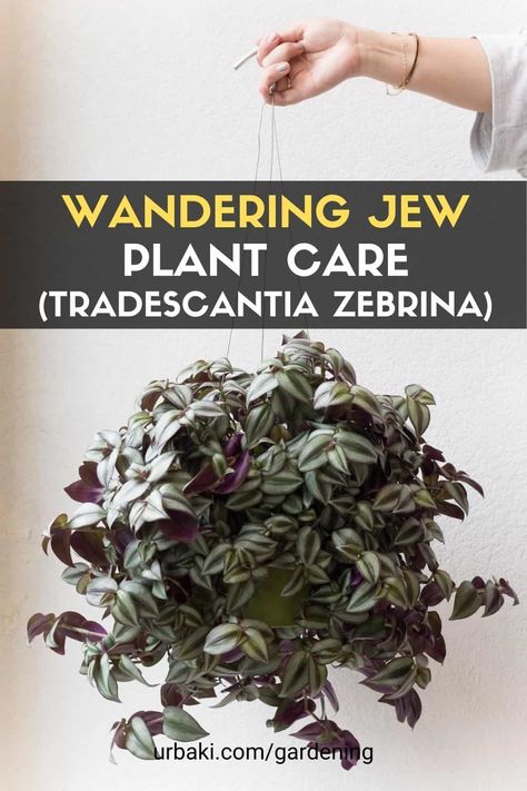 Wandering Dude Plant Care, Zebrina Tradescantia, Wandering Jew Plant Care, Wondering Jew Plant, Wondering Jew, Jew Plant, Wandering Jew Plant, Common House Plants, Wandering Jew