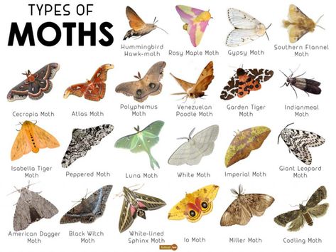 Moth Witchcraft, Taxidermy Moth, Moth Facts, Bug Facts, Giant Leopard Moth, Peppered Moth, Poodle Moth, Codling Moth, Types Of Moths