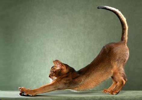 Abyssinian cat stretching, © Animal Photography, Helmi Flick ... Animals Stretching, Cats Stretching, Cat Stalking, Gatto Del Cheshire, American Bobtail, Cat Stretching, American Curl, F2 Savannah Cat, 2 Cats