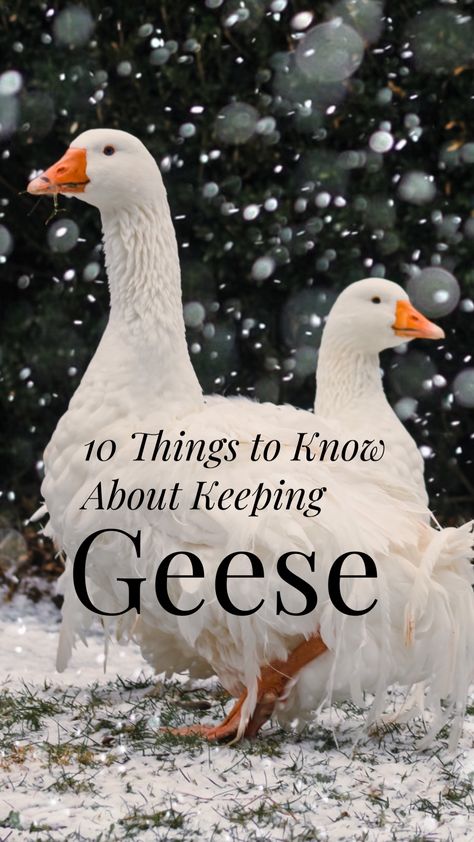 Goose Coop Diy, Diy Goose House, Goose Enrichment, Geese Shelter Ideas, Geese Coop Ideas, Goose Shelter Ideas, Goose Enclosure Ideas, Goose Pen Ideas, Goose Enclosure