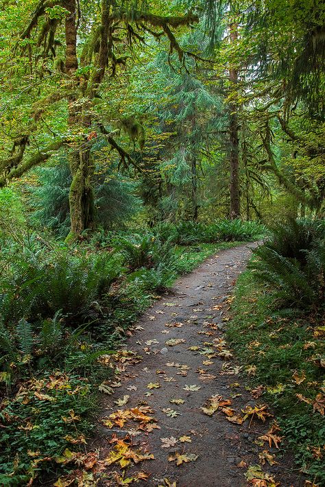 A Walk in the Woods - Hoh Rainforest, WA | Flickr - Photo Sharing! Trails In The Woods, Hoh Rainforest, Olympic National Park Washington, Usa Photography, Image Nature, Forest Path, Washington Usa, Country Park, Olympic Peninsula
