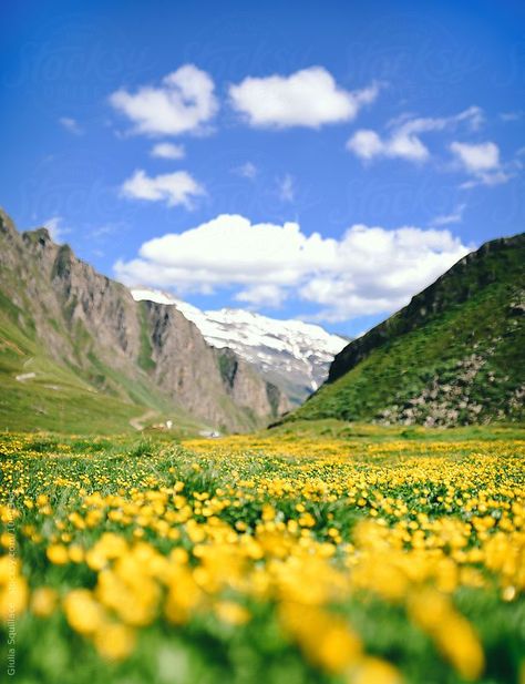 Springtime in the Swiss Alps #swissalps  #switzerland #europe #spring #mountains #nature Nature, Spring Season Photography, Spring Season Nature, Zurich Old Town, Spring Mountains, Spring Scenery, Europe Spring, Switzerland Cities, Alpine Flowers