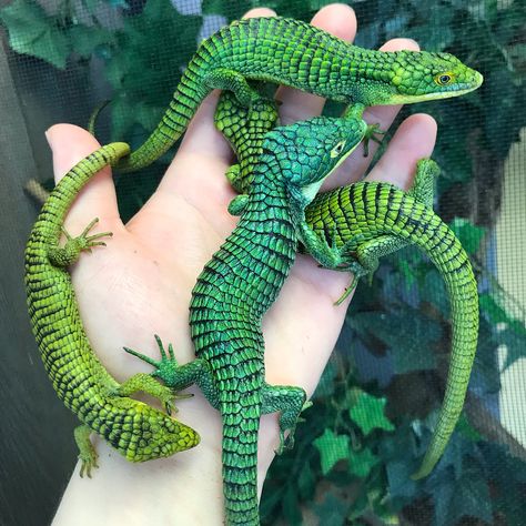 Arboreal Alligator Lizards                   aka Mexican Alligator Lizard Lizards, Nature, Iguanas, Reptiles And Amphibians, Alligator Lizard, Cute Lizard, Cute Reptiles, Young Animal, Reptiles Pet