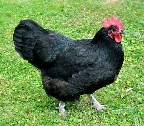 Australorp chicken Meat Chickens Breeds, Bantam Breeds, Black Australorp, Australorp Chicken, Heritage Chicken Breeds, Easter Egger Chicken, Heritage Chickens, Laying Chickens Breeds, Laying Chickens