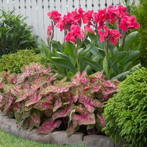 Canna Lily Landscaping, Caladium Garden, Longfield Gardens, Tattoo Plant, Tanaman Pot, Florida Landscaping, Pink Magic, Tropical Garden Design, التصميم الخارجي للمنزل