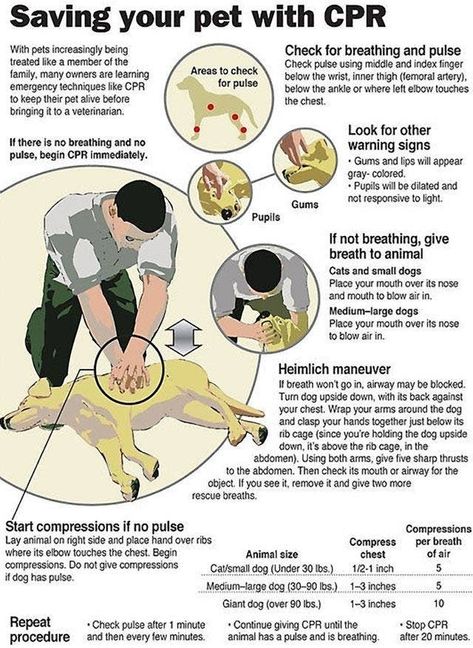 Cpr For Dogs, Meds For Dogs, Dog Remedies, Dog Information, Dog Language, Dog Facts, Dog Hacks, Dog Info, Dog Care Tips