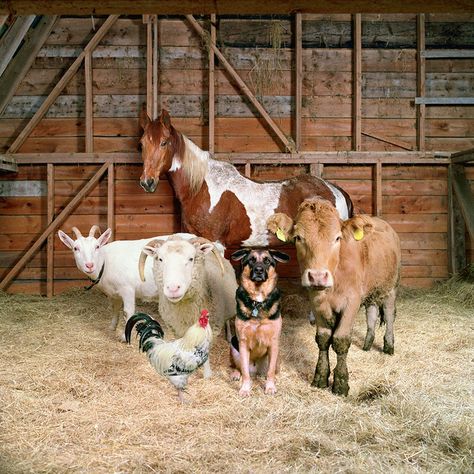 Rob MacInnis / Farm animal portraits in the style of fashion photography Nosara, Unusual Animal Friendships, Future Farms, Animals Friendship, Barnyard Animals, Unusual Animals, 웃긴 사진, Country Farm, Family Farm