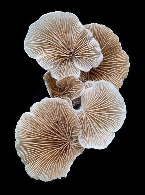 Mushroom Supplements, Nature Patterns, Love Ideas, Fungi Art, Lichen Moss, Mushroom Pictures, Oyster Mushroom, Plant Fungus, Texture Inspiration