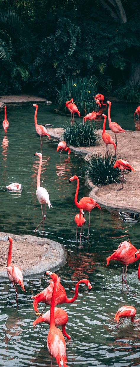 Flamingo Pictures, Wild Animal Wallpaper, Flamingo Wallpaper, Cute Patterns Wallpaper, The Zoo, Alam Yang Indah, Animal Wallpaper, Zoo Animals, 귀여운 동물