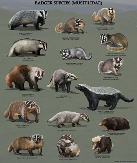 ArtStation - All Badger species, Robbie McSweeney Animal Infographic, Animal Tracks, Honey Badger, Animals Friendship, Animal Groups, Haiwan Peliharaan, Animal Species, Animal Facts, Animal Posters