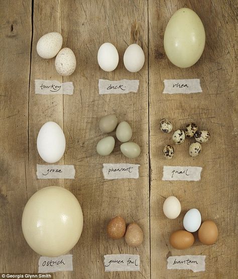 From turkey to bantam to ostrich or quail, the next time you feel like eggs why not try something different? Bird Egg Identification, Pheasant Eggs, Geese Breeds, Olive Garden Chicken, Backyard Animals, Raising Quail, Bantam Chickens, Raising Farm Animals, Homestead Chickens