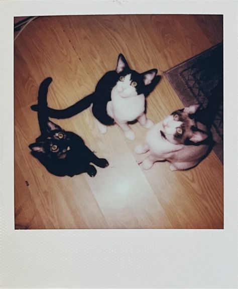 #polaroid #polaroidcamera #polaroidpic #polaroidwall #cats #catlover #catloverscommunity #cutecat #adorable #aesthetic #polaroids #catpolaroid #kittenscutest Tumblr, Aesthetic Polaroids, Adorable Aesthetic, Fujifilm Instax Mini 11, Instax Mini 11, Album Stickers, Lilac Purple, Fujifilm Instax, Instax Mini