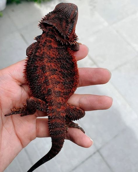 Black Bearded Dragon, Cool Lizards, Cool Reptiles, Bearded Dragon Aesthetic, Bearded Dragon Morphs, Reptile Aesthetic, Agama Lizard, Beared Dragon, Red Bearded Dragon