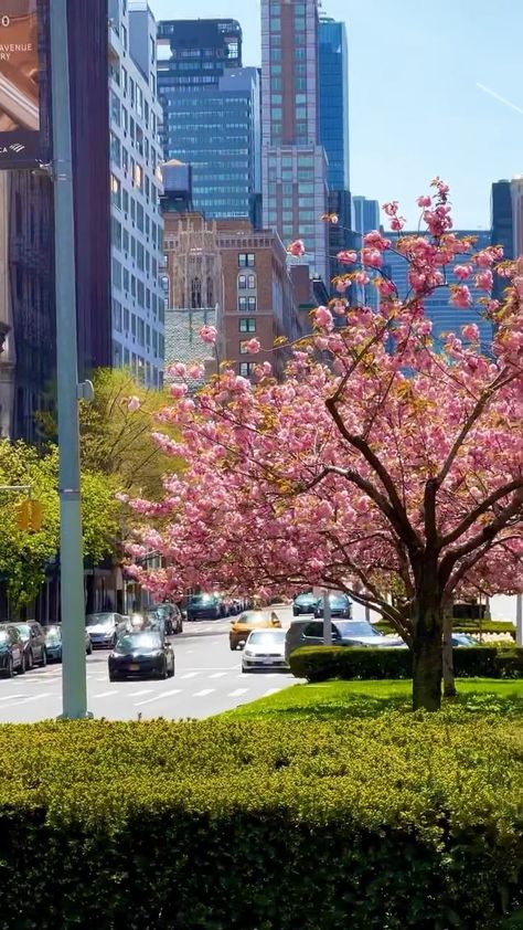 Nature, Cherry Blossoms, Park Avenue Nyc, Pink Flower Pictures, Spring Park, Nyc Trip, Room Makeover Bedroom, Park Avenue, Flower Pictures