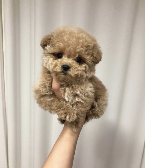 Cele Mai Drăguțe Animale, Dog Mommy, 골든 리트리버, Psy I Szczenięta, Super Cute Puppies, Baby Animals Pictures, Cute Little Puppies, Pretty Animals