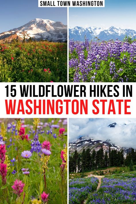 two photos of mt rainier with wildflowers in the foreground, two photos close up of different wildflowers in washington state parks. text reads '15 wildflower hikes in washington state' Mount Rainier Wildflowers, Hikes Washington State, Washington State Wildflowers, Washington State Spring, Spring In Washington State, Snoqualmie Pass Washington, Best Hikes In Washington State, Hiking Washington State, Pnw Painting