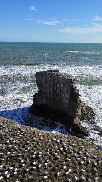 gannet colony at Muriwai Beach - Whether you're visiting or live in New Zealand, this is where to find the most magnificent beaches in New Zealand! #NewZealandbeaches Nature, Muriwai Beach, Living In New Zealand, Waiheke Island, Auckland City, Shade Trees, Surf Beach, Adventure Activities, Beautiful Scenery Nature