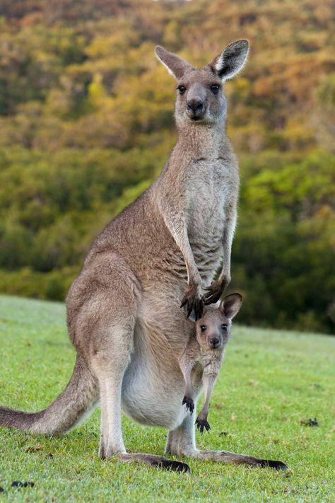 Kangaroo Image, Kuda Nil, Australian Mammals, Baby Joey, Kangaroo Baby, Australian Native Animals, Australia Animals, Australian Wildlife, Australian Animals