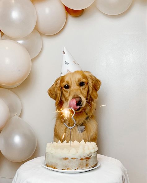 Three 🎂 #dogbirthdayparty #dogbirthdaycake #partydecor #dogs #goldenretriever Female Dog Birthday Party Ideas, Dog Cake Smash Pet Photography, Dog Birthday Photoshoot, Dog Birthday Pictures, Dog Parties, Golden Retriever Birthday, Dog Photoshoot Pet Photography, Dog First Birthday, Biewer Yorkie