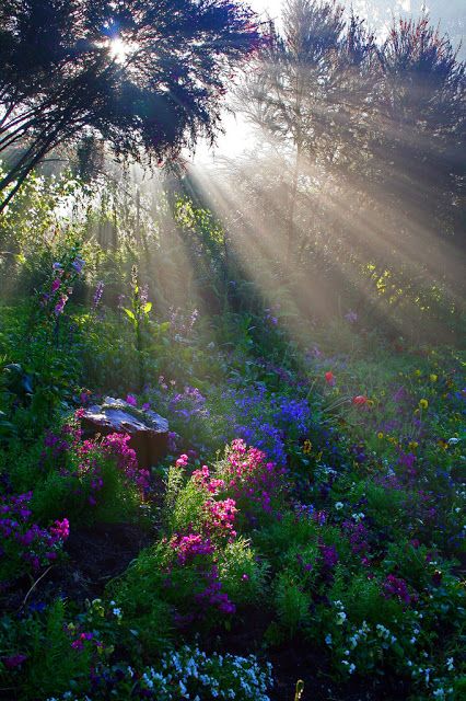 diamantino ferreira Google+ rebasphotos   Beautiful garden bathed in light. Odense, Amazing Nature, Trees And Flowers, Belle Nature, Lukisan Cat Air, Alam Semula Jadi, Beautiful Photography, Nature Pictures, Belle Photo