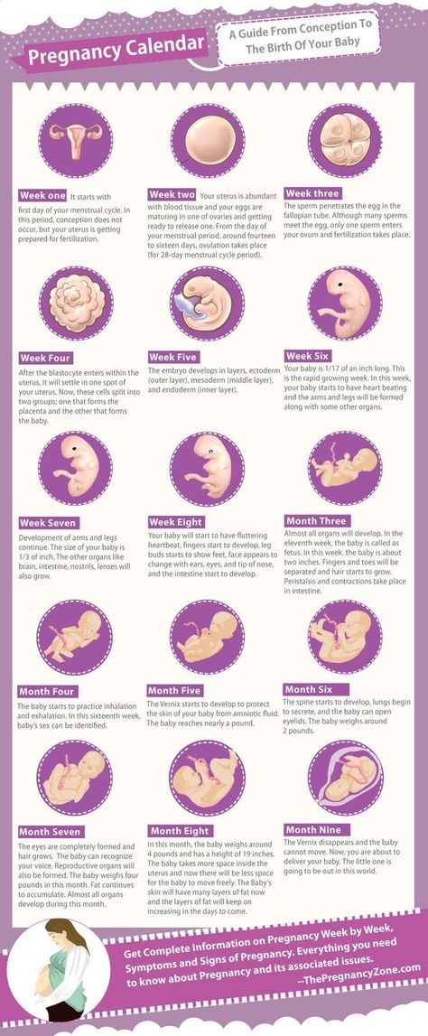 A Guide from conception to the birth of your baby! #pregnancy #pregnancyfacts #pregnancytimeline Nursing Ob, 5 Weeks Pregnant, Disiplin Anak, Pregnancy Facts, Pregnancy Timeline, Pregnancy Calendar, Pregnancy Info, Pregnancy Guide, Baby Planning