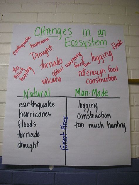 changes to an Ecosystem, natural vs. man-made... homeostasis, balance, interdependence 5th Grade Science, 6th Grade Science, Ecosystem Lessons, Food Webs, Science Anchor Charts, 7th Grade Science, 4th Grade Science, Anchor Chart, Elementary Science