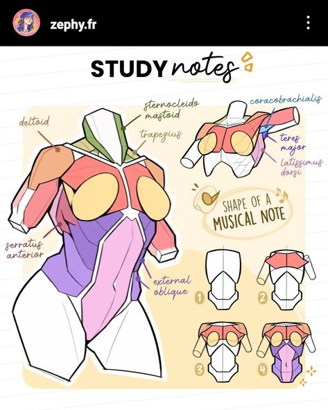 Simplified Anatomy, Female Anatomy Reference, Human Body Drawing, Body Study, 100k Followers, Výtvarné Reference, Human Anatomy Drawing, Anatomy Tutorial, Body Drawing Tutorial