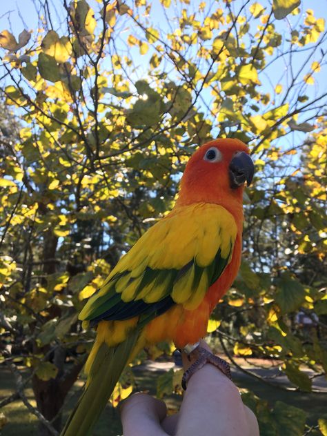 Scarlet Chested Parakeet, Parrot Sun Conure, Conures Parrots, Sun Conure Parrot, Sun Conures, Conure Bird, Conure Parrots, Sun Conure, Tattoo Animal