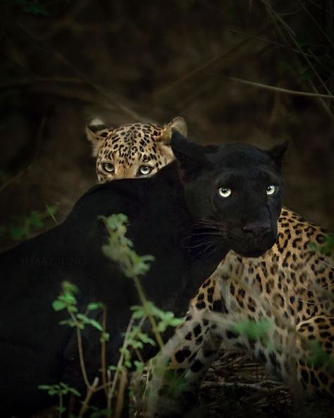Wildlife Photographer Spends 2.5 Years Capturing The Rare Black Panther Roaming In The Indian Jungle Leopards, Baby Jaguar, Jaguar Leopard, Gato Grande, Majestic Animals, Black Animals, Jungle Animals, Animal Photo, Beautiful Cats