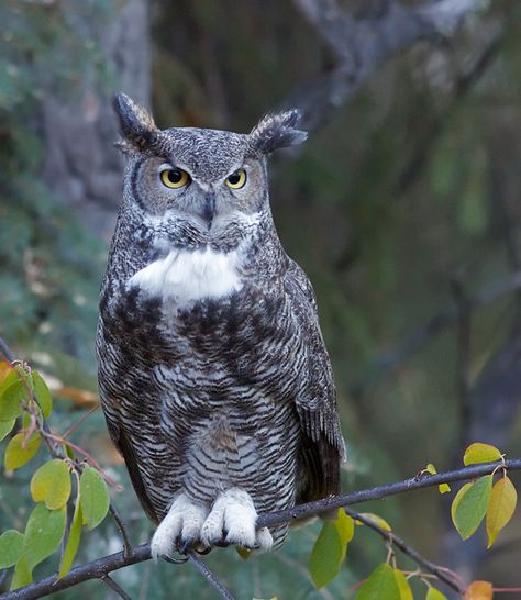 Great Horned Owl (Female) Black Owl, Great Grey Owl, Barred Owl, Owl Photos, Stud Muffin, Owl Pet, Hoot Owl, Owl Pictures, Gray Owl