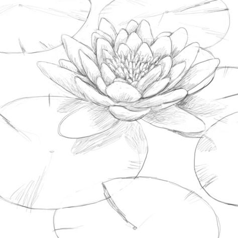 Water Lilies Sketch, Waterlillies Drawing, Water Lilly Drawing, Water Lilies Drawing, Water Lily Sketch, Lily Pad Drawing, Water Lily Drawing, Complete The Drawing, Lily Drawing