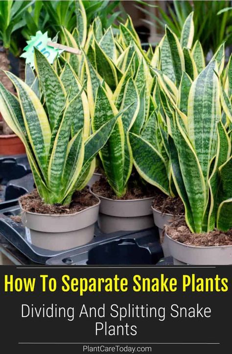 Transplanting Snake Plant Houseplant, Dividing Snake Plant, Splitting Snake Plant, Separating Snake Plant, How To Propagate Snake Plants, How To Separate Snake Plant, Replanting Snake Plant, How To Split A Snake Plant, How To Propagate A Snake Plant