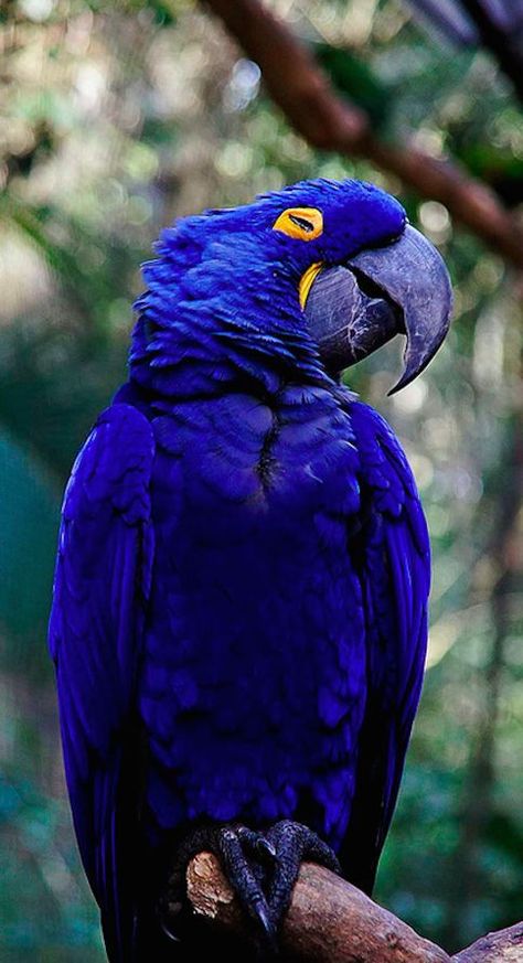 Colourful Birds, Blue Macaw, Macaw Parrot, Most Beautiful Birds, Exotic Birds, Pretty Birds, Colorful Birds, Cute Birds, Bird Photography