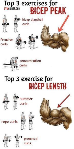 Big Biceps Workout, Bicep And Tricep Workout, Concentration Curls, Trening Sztuk Walki, Gym Antrenmanları, Latihan Kardio, Preacher Curls, Gym Workout Chart, Gym Workouts For Men