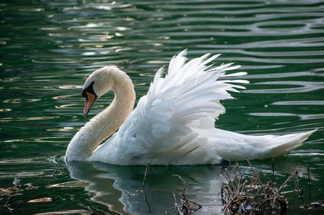 Thanks to Robert Woeger for making this photo available on @unsplash 🎁 John Keats, Birds Wallpaper Hd, Framed Landscape Art, Swan Pictures, Swan Bird, Baby Swan, Mute Swan, Lake Pictures, Landscape Canvas Art