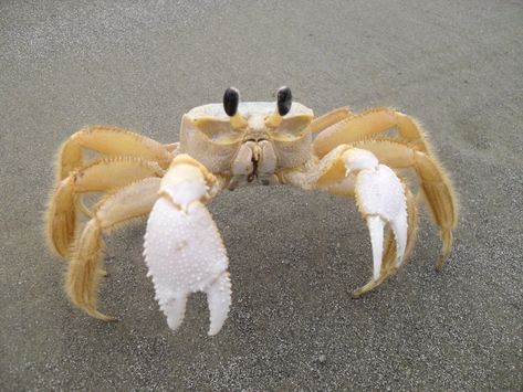 Ocypode quadrata - the ghost crab. @StrangeAnimals pic.twitter.com/dMpOIJ10Ed Ghost Crab, Crab Art, Crab And Lobster, Kitty Hawk, Crustaceans, Beautiful Fish, Marine Animals, Ocean Creatures, Animal Companions