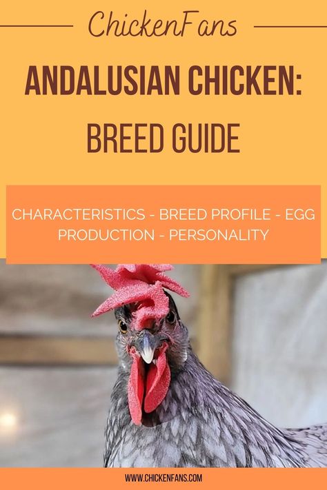 Blue Andalusian Chicken, Andalusian Chicken, Olive Egger, Black Splash, Egg Production, Backyard Flocks, White Eggs, Chicken Breeds, Blue Feather