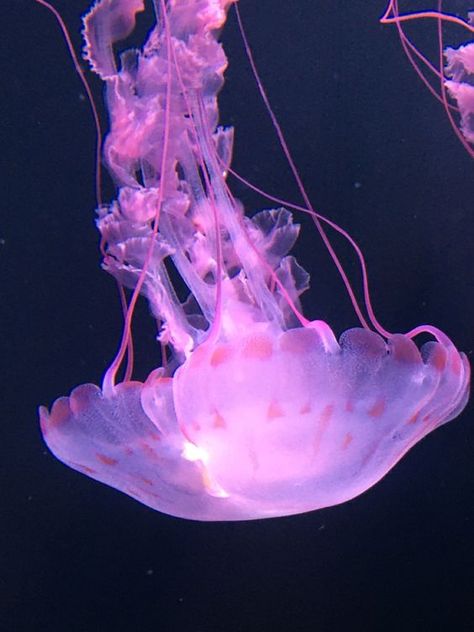 🪼 ! on Twitter: "up and down 🩷 https://t.co/Tti4jDf8Xj" / Twitter Purple Sea Animals, Jellyfish Purple Aesthetic, Jellyfish Reference Photo, Pink Jellyfish Aesthetic, Purple Jellyfish Wallpaper, Phantom Jellyfish, Purple Jelly Fish, Jellyfish Core, Pink Jelly Fish