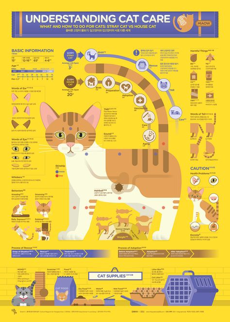 Pet Infographic, Art Resume, Cat Infographic, Animal Infographic, Infographic Layout, Infographic Inspiration, Chart Infographic, Information Visualization, Data Visualization Design