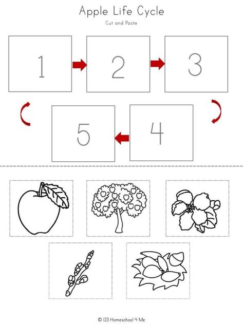 Life Cycle Math Activities, Montessori, Apple Sequence Printable, Free Printable Apple Activities, Apple Diagram Preschool, Apple Life Cycle Kindergarten, Free Apple Life Cycle Printable, Apple Tree Life Cycle Printable Free, Apple Life Cycle Preschool