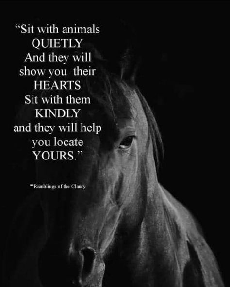 Horsey Quotes on Instagram: “- - -  Follow @horseyhappy for more - - - #horsequotes #horse #equestrian #equestrianquotes #horses #quotes #inspiringquotes…” Country Girl Quotes, Horse Quotes, Equestrian Quotes, Inspirational Horse Quotes, Horse Riding Quotes, Cowgirl Quotes, Riding Quotes, Turkish People, Cute Horses