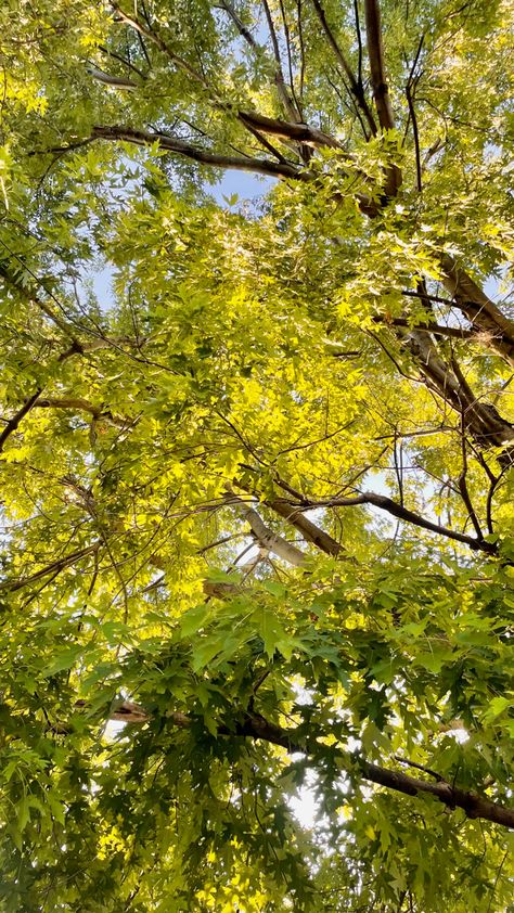 Trees summer afternoon peaceful Aesthetic Afternoon Pictures, Quiet Summer Aesthetic, Summer Afternoon Aesthetic, Sleepy Vibes, Afternoon Aesthetic, Afternoon Vibes, Quiet Summer, Mid Afternoon, Summer Trees