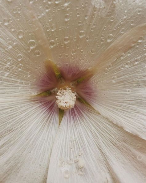 Elojodelavida on Tumblr Mother Nature, Hibiscus, 귀여운 음식 그림, Fleur Design, Have Inspiration, Flower Therapy, Divine Feminine, Pretty Flowers, Pretty Pictures